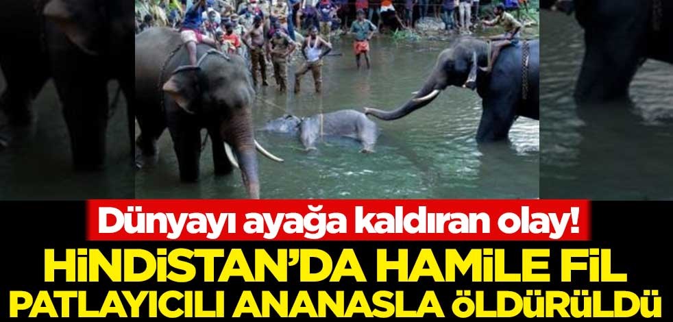 Dünyayı ayağa kaldıran olay! Hindistan'da hamile fil patlayıcılı ananasla öldürüldü