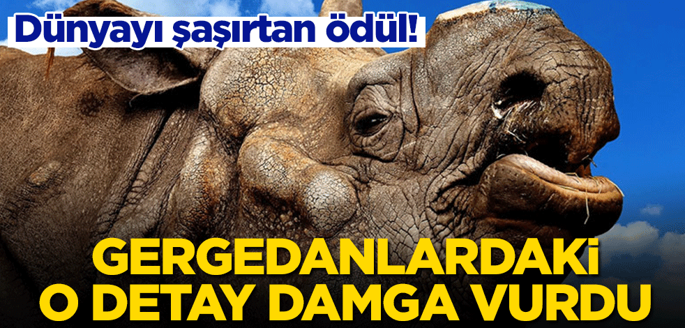 Dünyayı şaşırtan ödül! Gergedanlardaki o detay damgasını vurdu