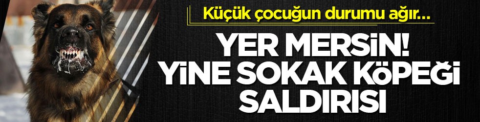 Durumu ağır… Yer Mersin! Yine sokak köpeği saldırısı