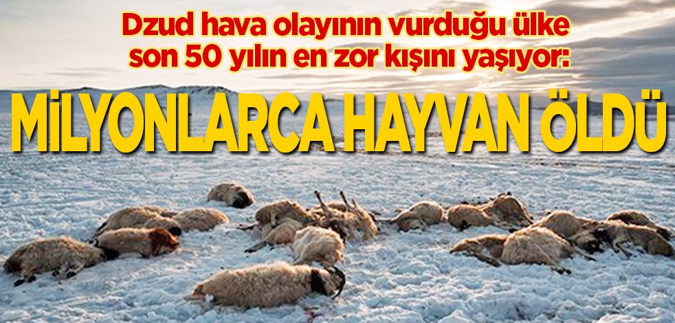 Dzud hava olayının vurduğu ülke son 50 yılın en zor kışını yaşıyor: Milyonlarca hayvan öldü