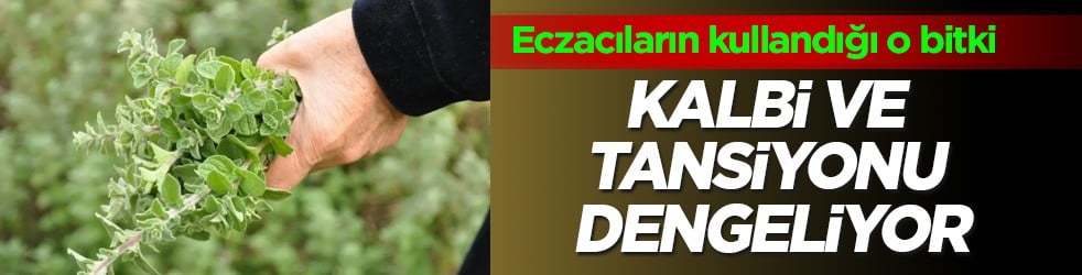 Eczacıların kullandığı o mucizevi bitki: Kalbi ve tansiyonu dengeliyor