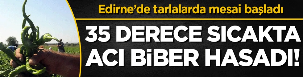 Edirne’de tarlalarda mesai başladı: 35 derece sıcakta acı biber hasadı