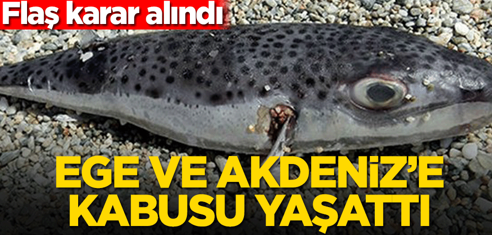 Ege ve Akdeniz'e kabusu yaşattı! Balon balığı için flaş karar