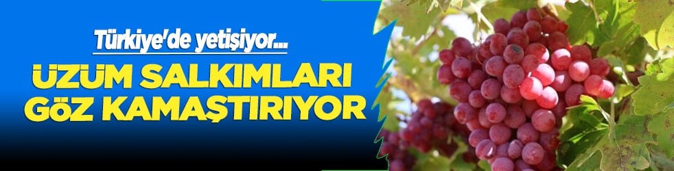 Ege'de yetişiyor, üzüm salkımları göz kamaştırıyor! Şifa deposu için hasat: Bu yıl bereket heyecanı var