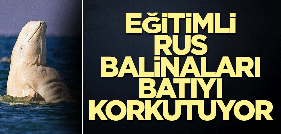 Eğitimli Rus balinaları batıyı korkutuyor