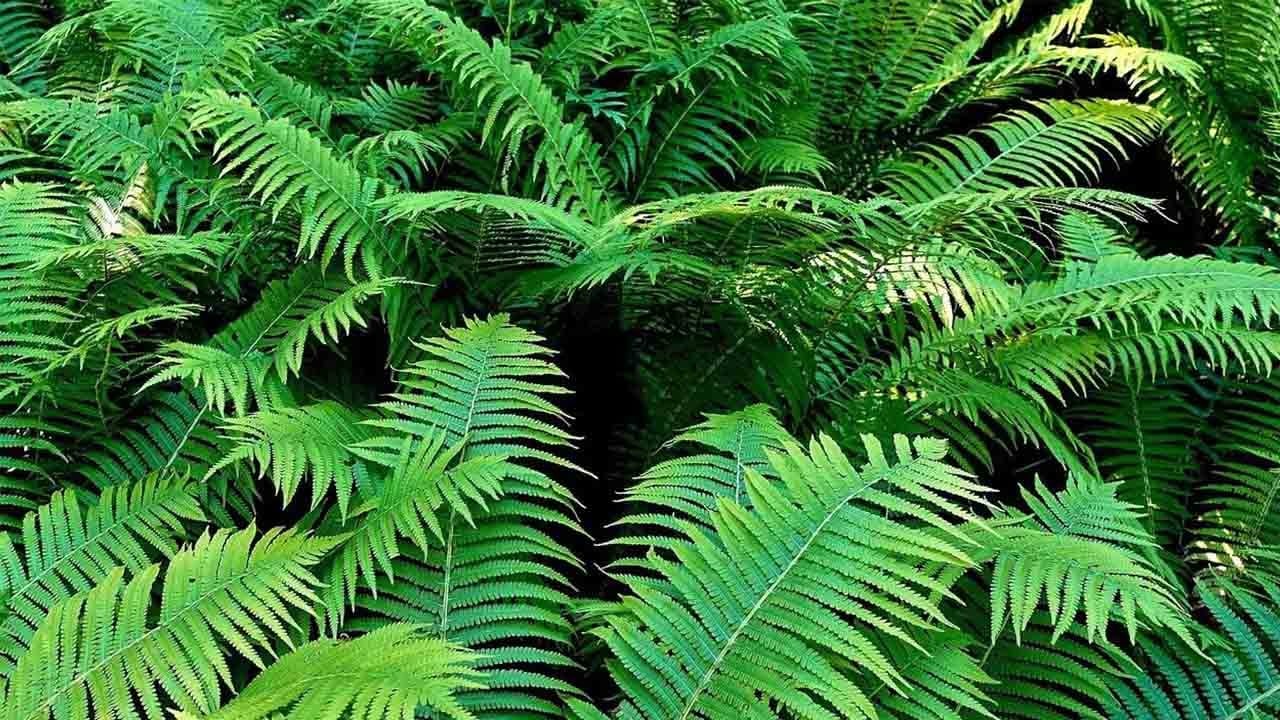 Eğrelti otunda şaşırtan nadir element keşfi