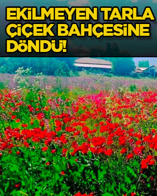 Ekilmeyen tarla çiçek bahçesine döndü!