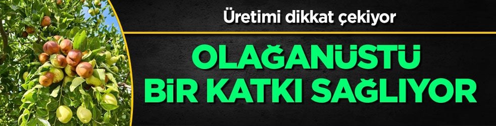  Ekim ayında tezgahlarda yerini aldı: Halk arasında 'ölümsüzlük meyvesi' lakabıyla satılıyor! Olağanüstü bir katkı sağlıyor