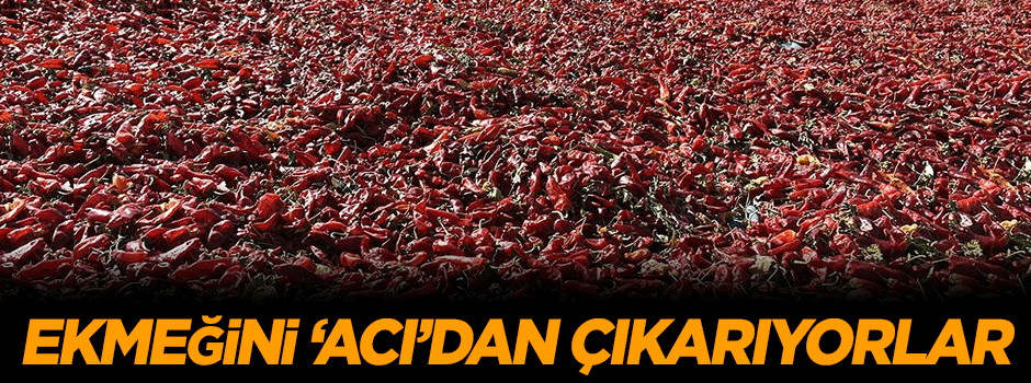 Ekmeğini 'acı'dan çıkarıyorlar