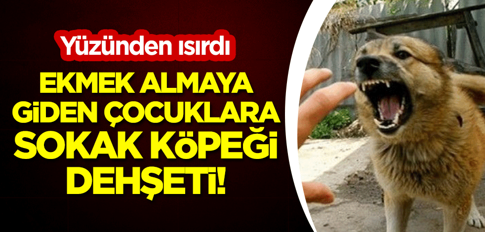 Ekmek almaya giden çocuklara sokak köpeği dehşeti: Yüzünden ısırdı!