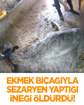 Ekmek bıçağıyla sezaryen yaptığı ineği öldürdü! Veterinerler ayağa kalktı