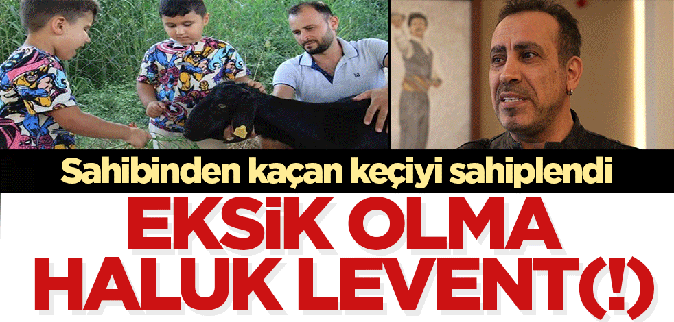 Eksik olma Haluk Levent (!) Kaçan keçinin bedelini ödeyip sahiplendi...
