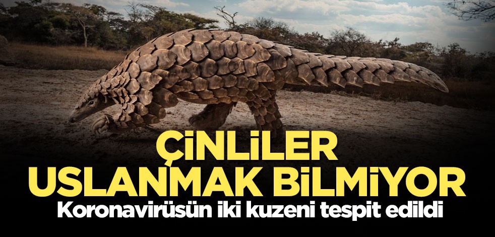 El koyulan pangolinlerde koronavirüsün iki kuzeni tespit edildi