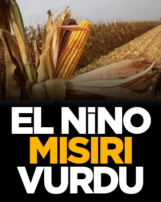 El Nino mısırı vurdu!