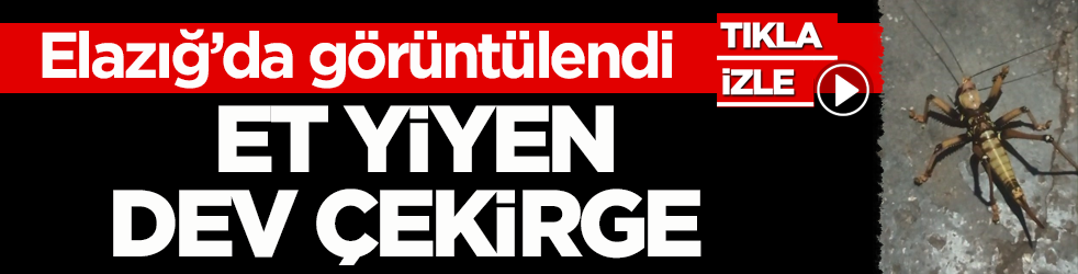 Elazığ’da görüntülendi! Et yiyen dev çekirge