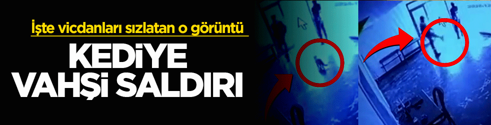 Elazığ’da kamu binasında insanlık dışı görüntü: Kediyi tekme tokat dışarı attı