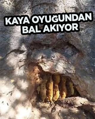 Elazığ'da Kaya oyuğundan bal akıyor: Mucize görenleri şaşırttı