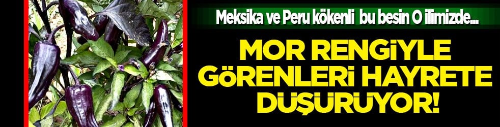 Elazığ’da emekli korucu yetiştiriyor! Mor biberin görüntüsü bile görenleri hayrete düşürüyor