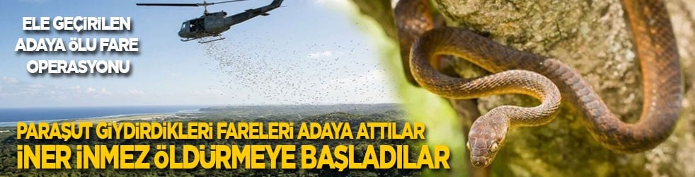 Ele geçirilen adaya ölü fare operasyonu: Paraşüt giydirdikleri fareleri gökyüzünden adaya bıraktılar! İner inmez öldürmeye başladılar