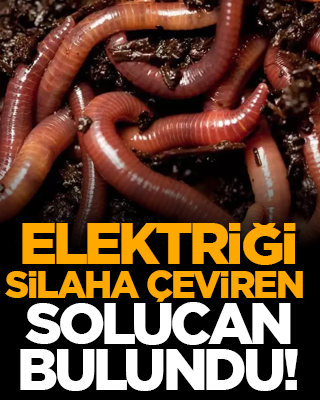 Elektriği silaha çeviren solucan bulundu!