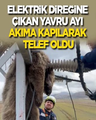 Elektrik direğine çıkan yavru ayı akıma kapılarak telef oldu
