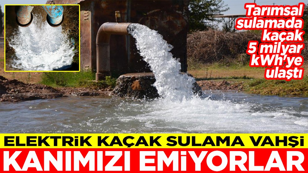 Elektrik kaçak sulama vahşi Kanımızı emiyorlar