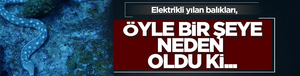 Elektrik üreten yılan balıkları, canlı organizmaya gen aktarımına sebep olabilir! İşte milyonları şaşırtan açıklamayı yaptılar