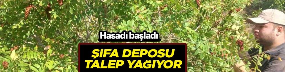 Elleriyle topluyor: Hasat başladı! Sumak, ağız yakan bir baharat değil bin derde deva...