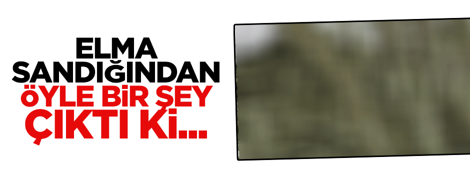 Elma sandığından öyle bir şey çıktı ki!