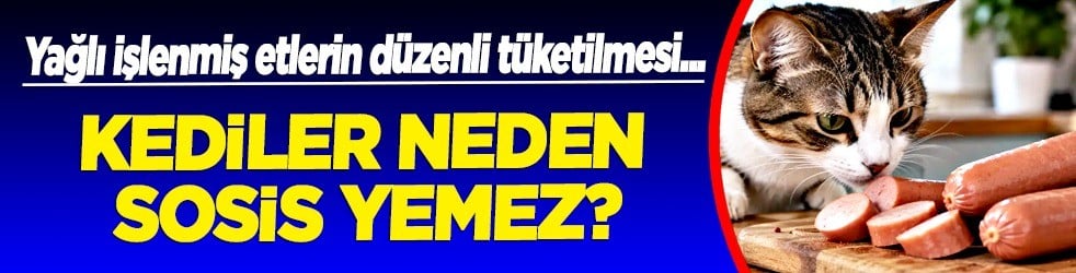 Emek vererek beslediğiniz kedi meğer bunun peşinde: Sosis yemiyorlar! Duyan inanamadı