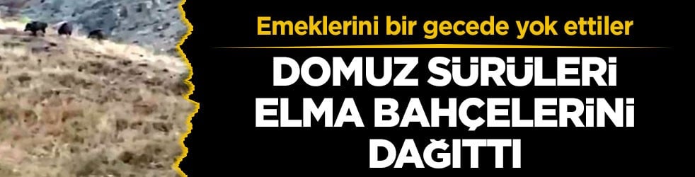 Emeklerini bir gecede yok ettiler! Domuz sürüleri elma bahçelerini dağıttı