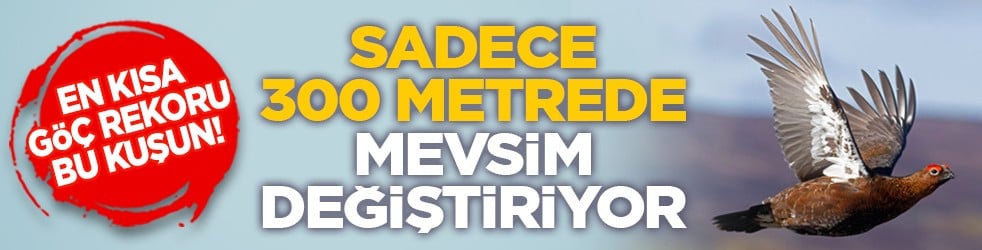 En kısa göç rekoru bu kuşun! Sadece 300 metrede mevsim değiştiriyor