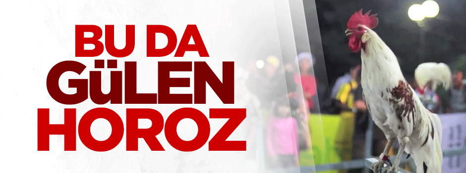 Endonezya'da horozlar gülüyor