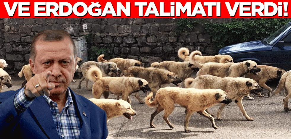 Erdoğan kurmaylarına sokak köpekleri için talimat verdi