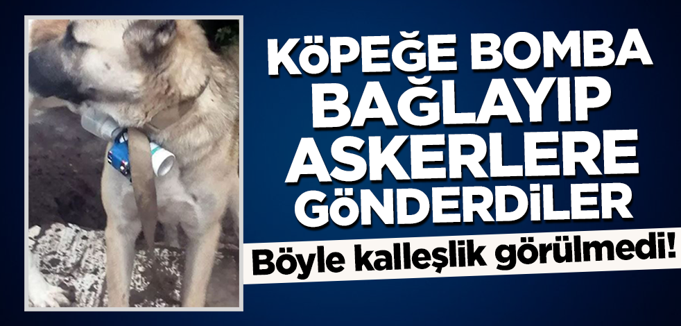 Ermenistan'dan kalleşlik! Köpeğe bomba bağlayıp Azerbaycan askerlerine gönderdiler