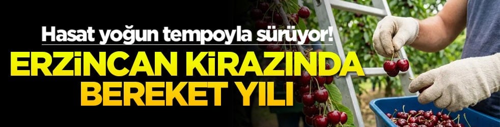 Erzincan kirazında bereket yılı: Hasat yoğun tempoyla sürüyor