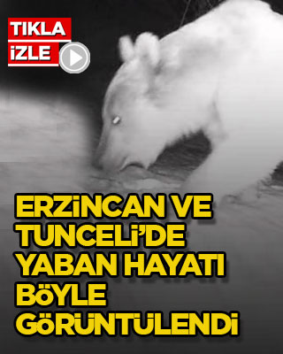 Erzincan ve Tunceli’de yaban hayatı böyle görüntülendi