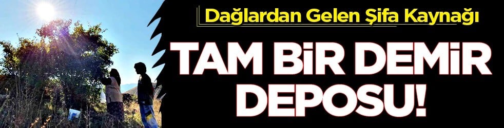 Erzincan'da dağlardan toplanan masaya gelen doğal kaynak... Demir deposu O lezzetin potansiyel özellikleri neler?