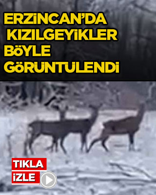 Erzincan’da kızılgeyikler böyle görüntülendi