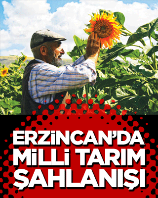 Erzincan’da milli tarım şahlanışı! Ayçiçeği üretiminde rekor artış bekleniyor!