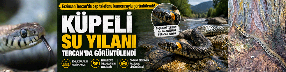 Erzincan'da nadir görülen küpeli su yılanı görüntülendi