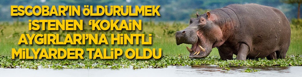 Escobar'ın öldürülmek istenen ‘kokain aygırlarına’ Hintli milyarder talip oldu!