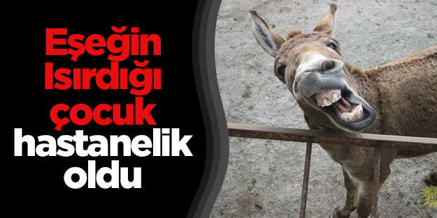 Eşeğin ısırdığı çocuk hastanelik oldu