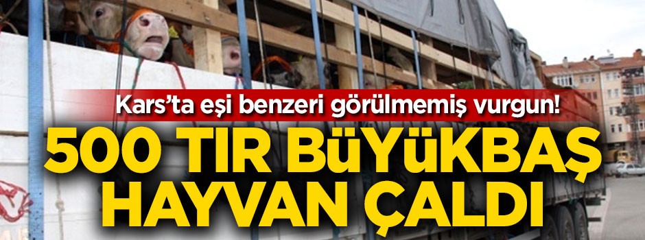 Eşi görülmemiş vurgun! 500 TIR büyükbaş hayvan çaldı