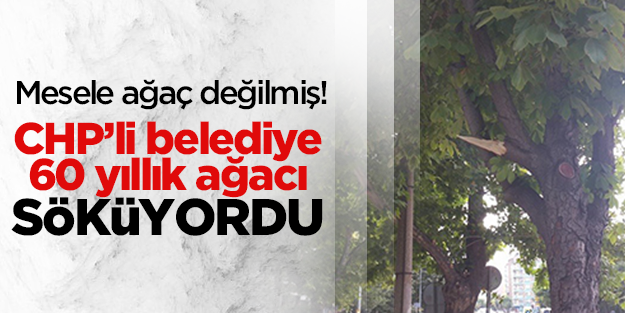 Eskişehir'de CHP'li belediye 60 yıllık ağacı kesiyordu