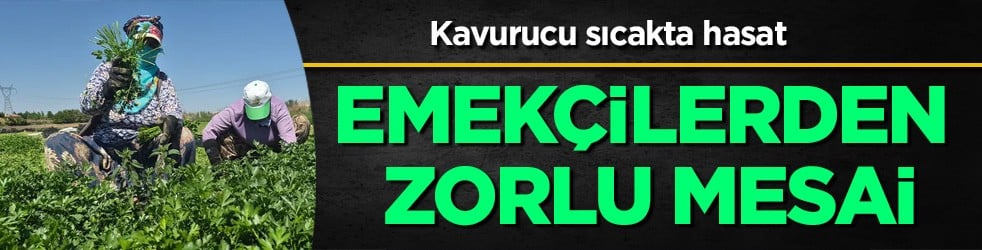 Eskişehir'de kavurucu sıcakta hasat: 8-9 saat çalışıyorlar... Kadın emekçilerden zorlu mesai