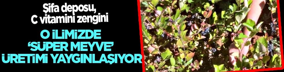 Eskişehir’de 'süper meyve' aronya üretimi yaygınlaşıyor: Şifa deposu, C vitamini zengini...