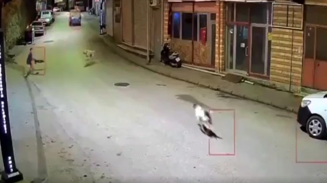 Esnaf yetişmese köpekler parçalayacaktı