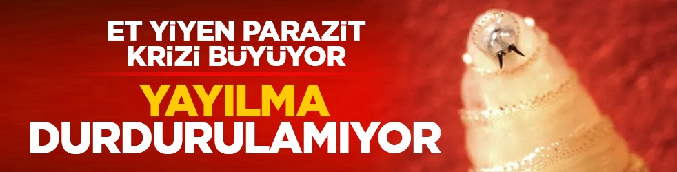 Et yiyen parazit krizi büyüyor: Yayılma durdurulamıyor