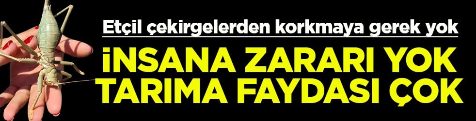 Et&ccedil;il &ccedil;ekirgelerden korkmaya gerek yok İnsana zararı yok tarıma faydası &ccedil;ok